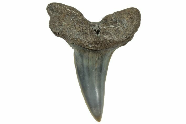 Fossil Long-Fin Mako (Isurus retroflexus) Tooth - South Carolina #310507